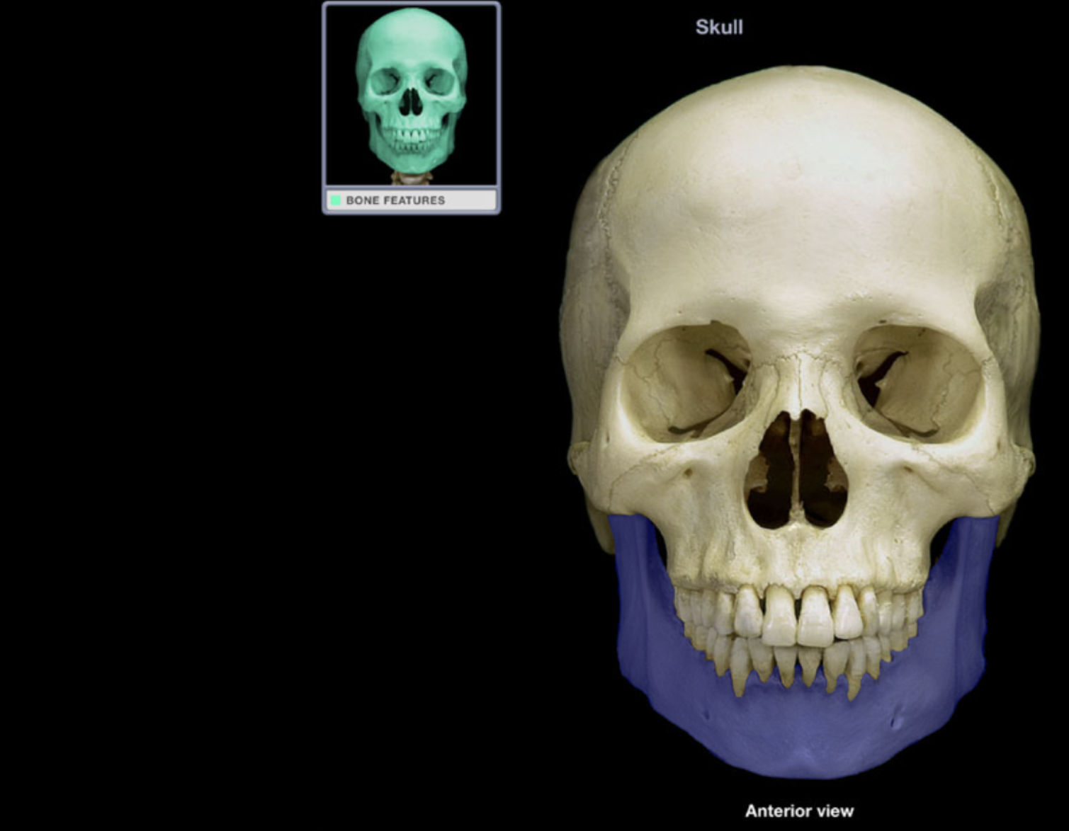 <p>Mandible</p>