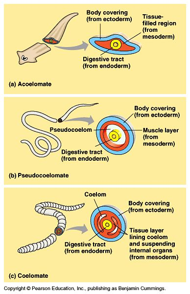 <p>Entire cavity is bounded by mesoderm</p>