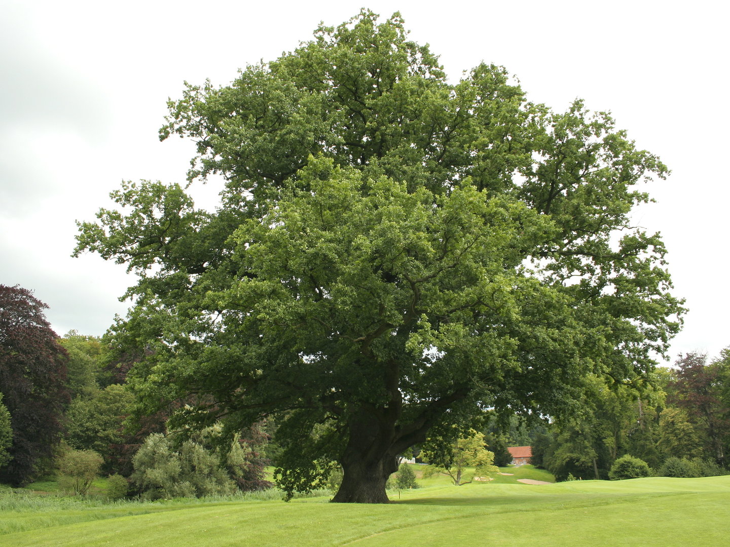 <p>Metsätammi</p>