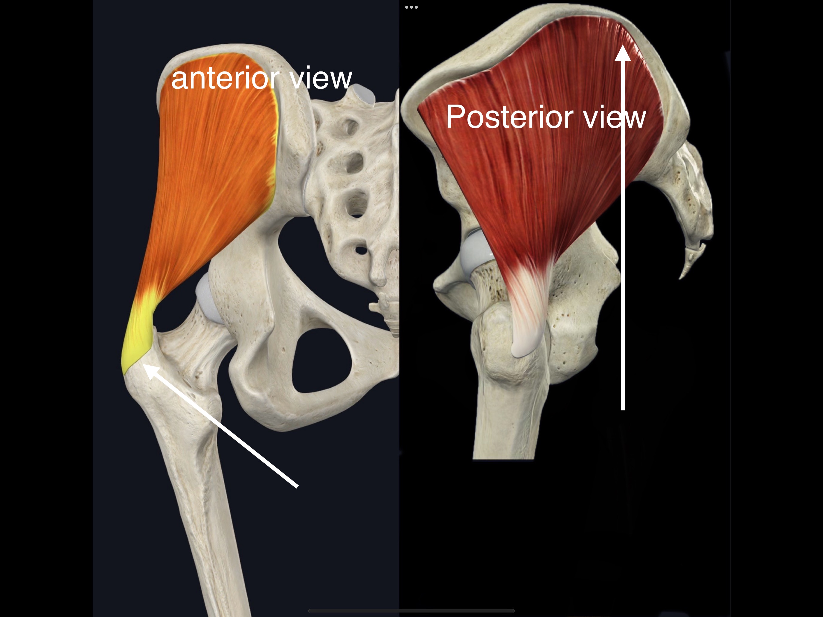 <p>Name the muscle, origin and insertion</p>
