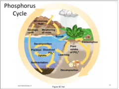 The movement of phosphorus atoms from rocks through the biosphere and hydrosphere and back to rocks.