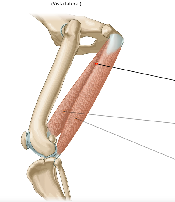 <p>Origen e Inserción del Semimembranoso</p>
