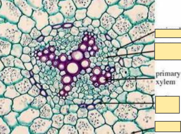 <p>Xylem</p>
