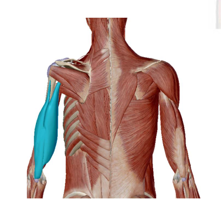 <p>Musculus Triceps Brachii </p>