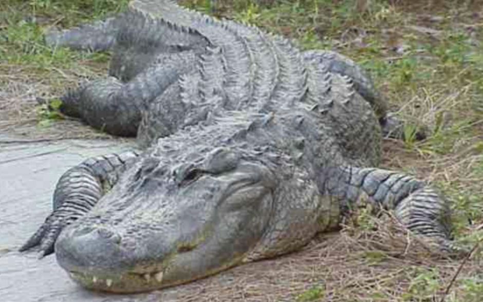 <p>what reptile is this </p>