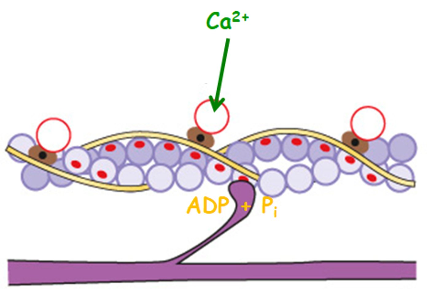 <p>Ca+ binds and shifts tropomyosin, exposing actin binding sites</p>