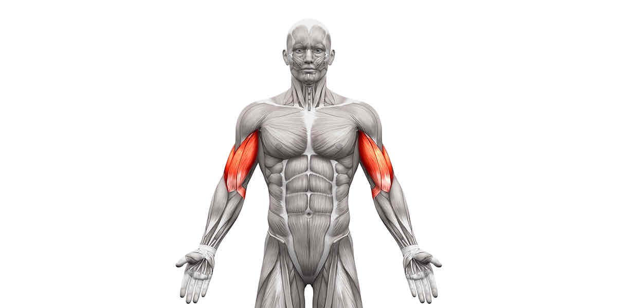 <p>Armmuskel:</p><p>Flexion av armbågen, ex. Bicepscurl</p>
