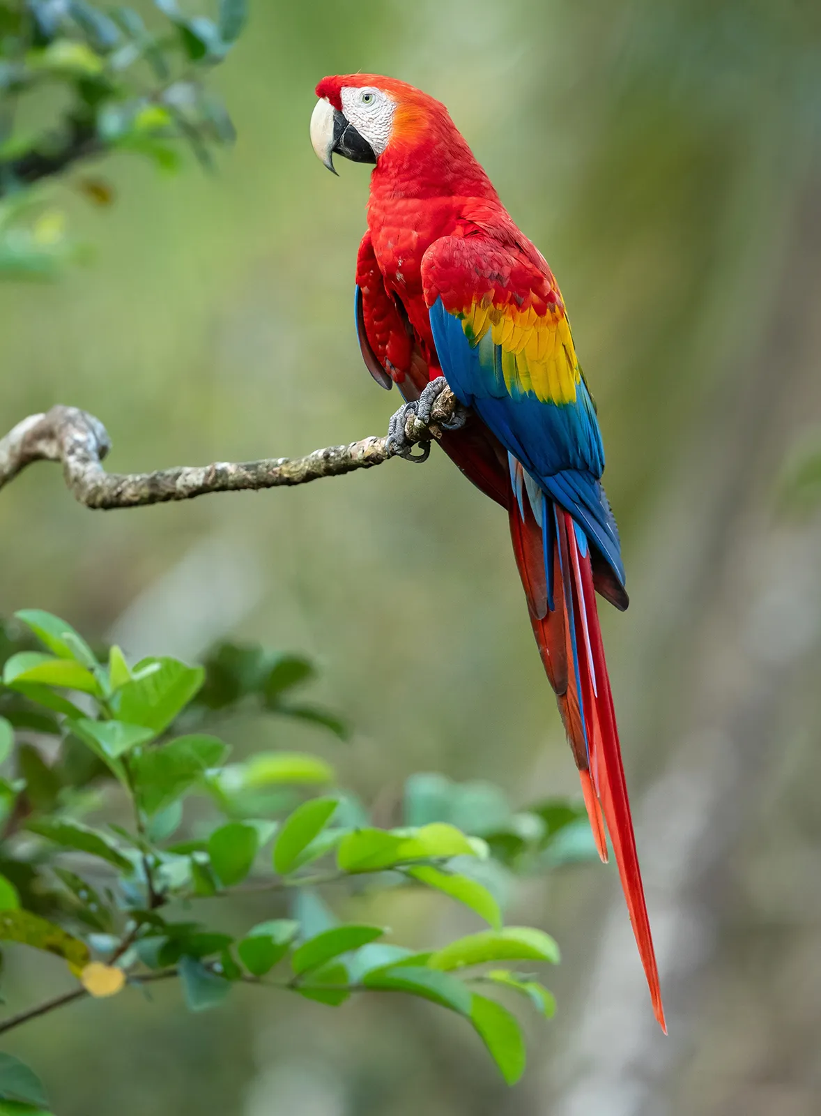 <p>big parrot w LONG TAIL</p>