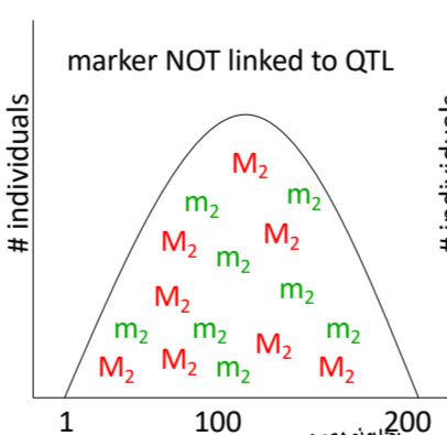 <p>no association between certain marker and trait</p>