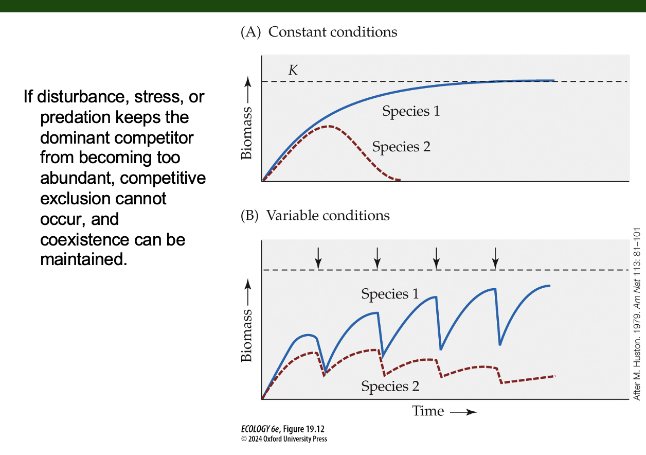 <p>What does Figure 19.12 show about competition and disturbance?</p>