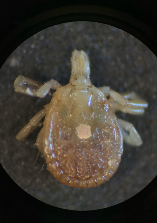 <p><span>Which is the correct </span><strong>phylum</strong><span> for this specimen?</span></p>