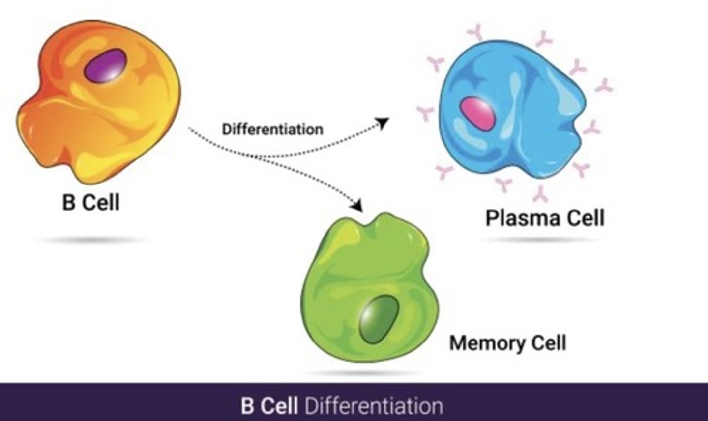 <p>B Cells: Carry receptors for antigens; differentiate into plasma cells and memory cells when activated.<br>Plasma Cells: Produce antibodies targeting bacteria, viruses, and toxins.<br>Memory Cells: Provide long-term immunity, enabling faster response upon re-exposure to the same antigen.</p>