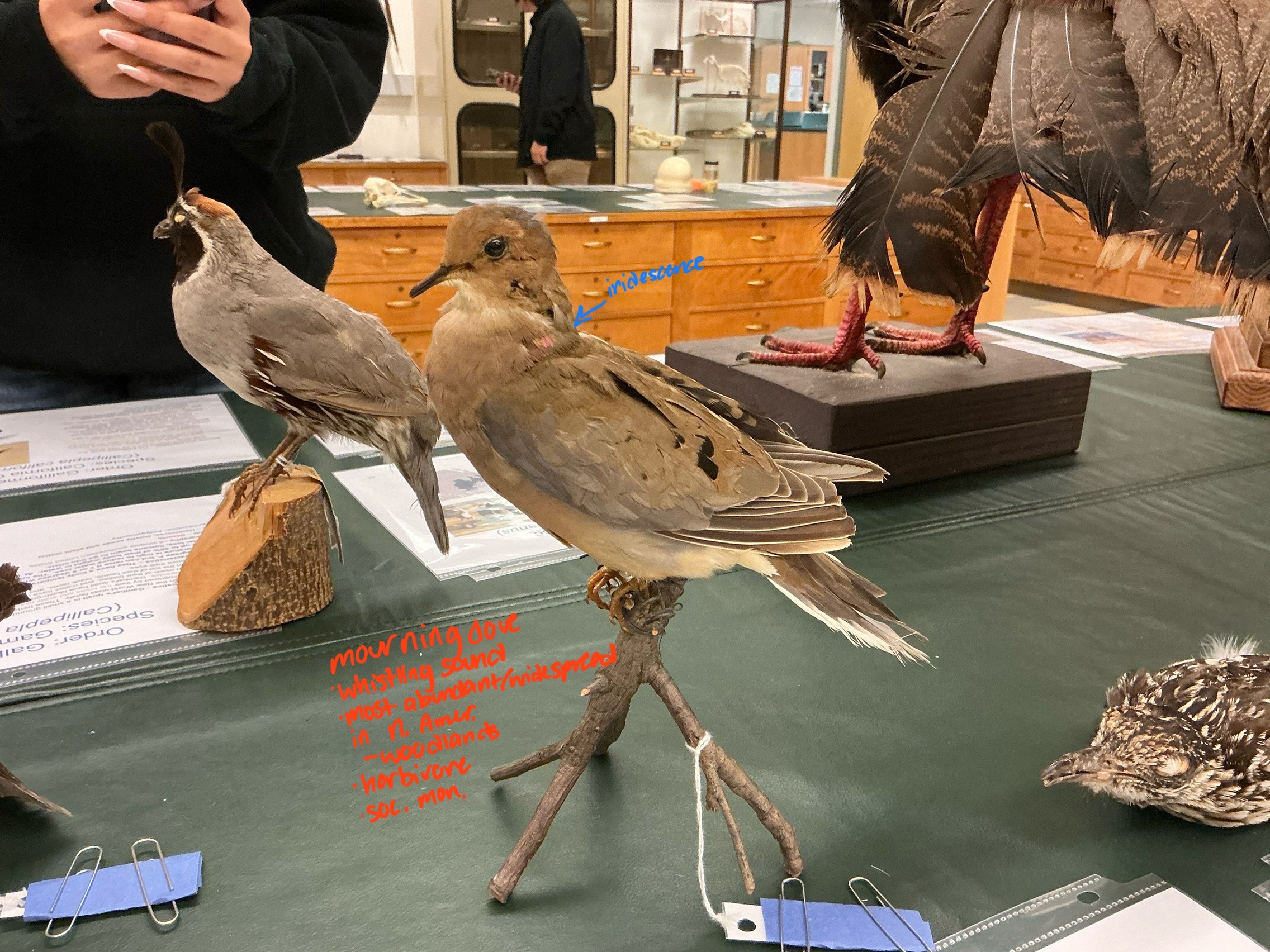 <p>What noise does a Mourning Dove make? What is unique about it? Diet?</p>