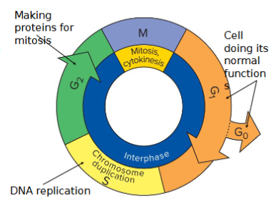 <p>G1, S, G2, M</p>