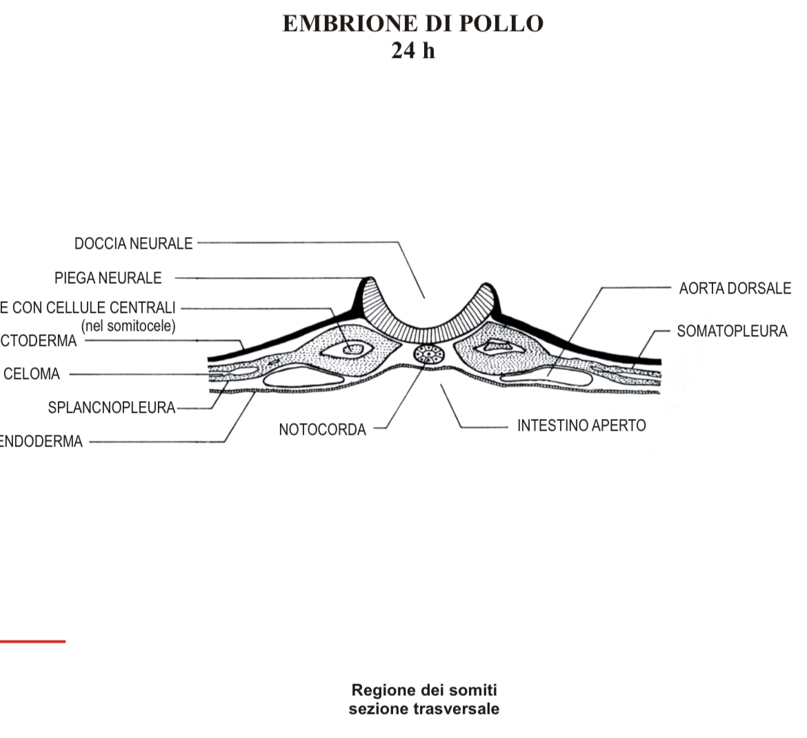 <p>Embrione pollo 24h</p>