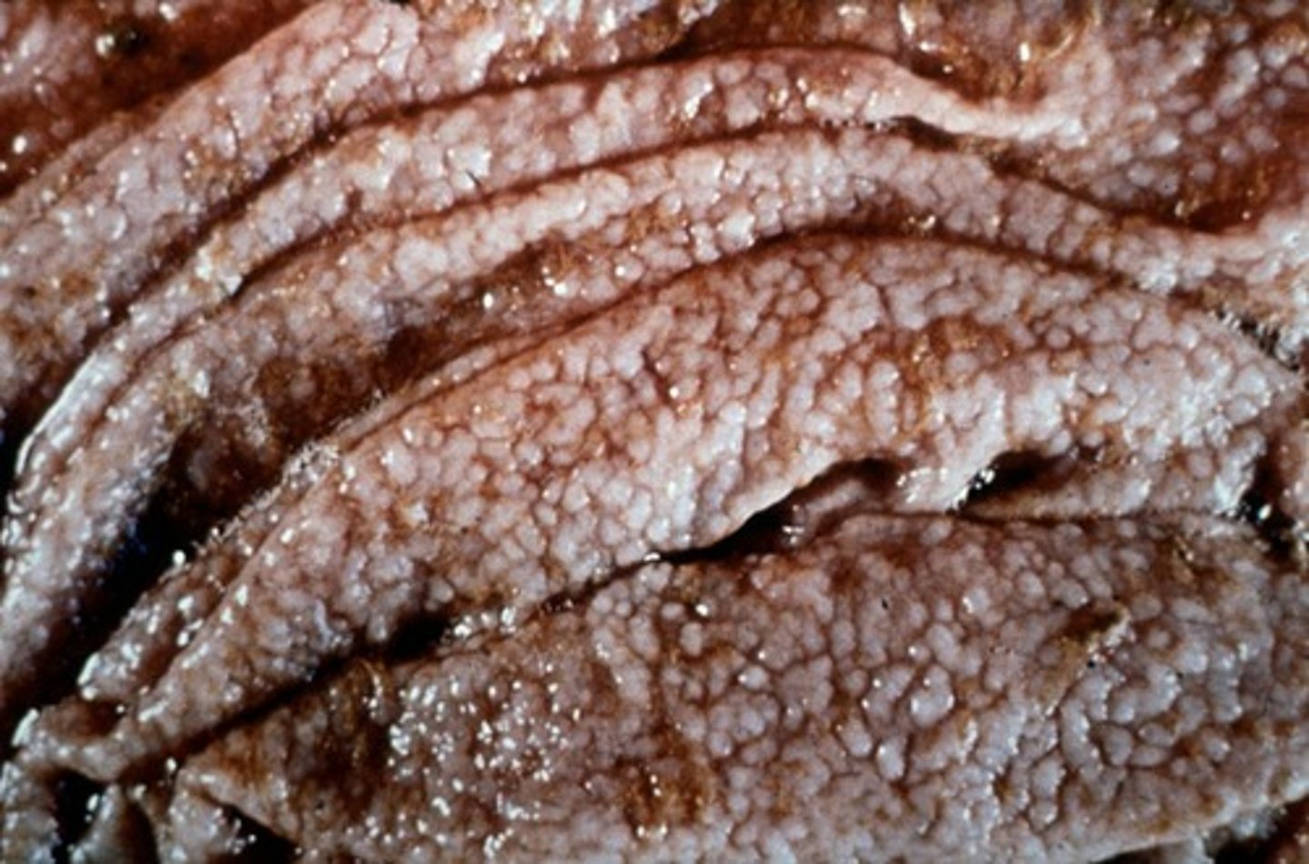 <p>#1 GI parasite in cows</p><p>young cows - more acute, winter and spring</p><p>older cows - more chronic, fall and winter</p><p>"Moroccan leather" nodules</p><p>tx = ivermectin</p>