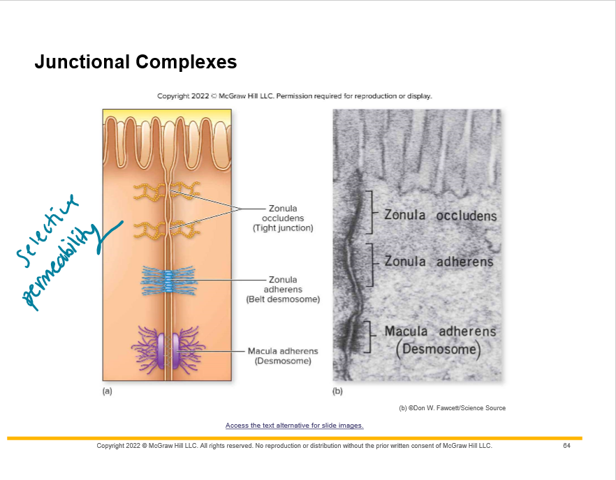 Junctional complexes

belt
desmosomes
