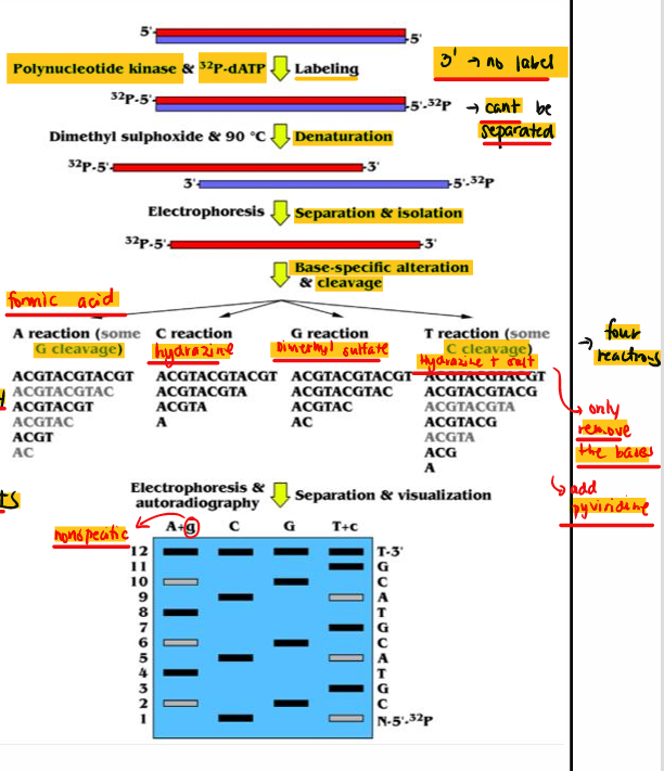 <p>sequencing by chemical degradation requiring chemical modifications of the DNA and further cleavage and electrophoresis </p>