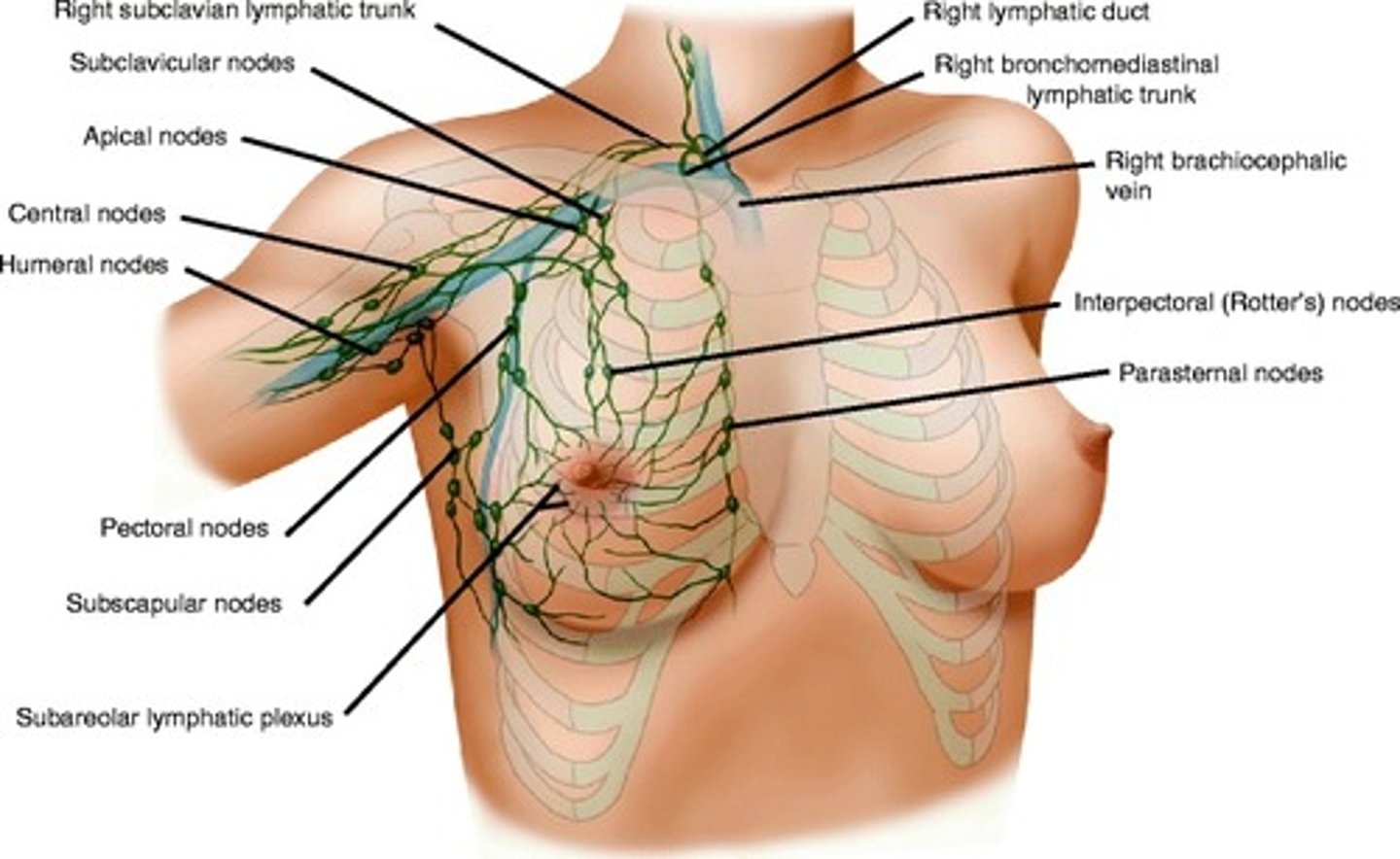 <p>the subareolar lymphatic plexus.</p>