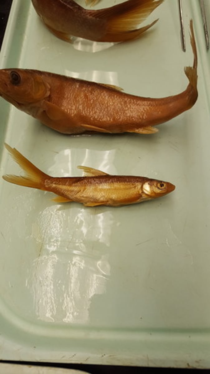 <p>Sacramento splittail</p><p>-Caudal fin upper lobe is longer</p>
