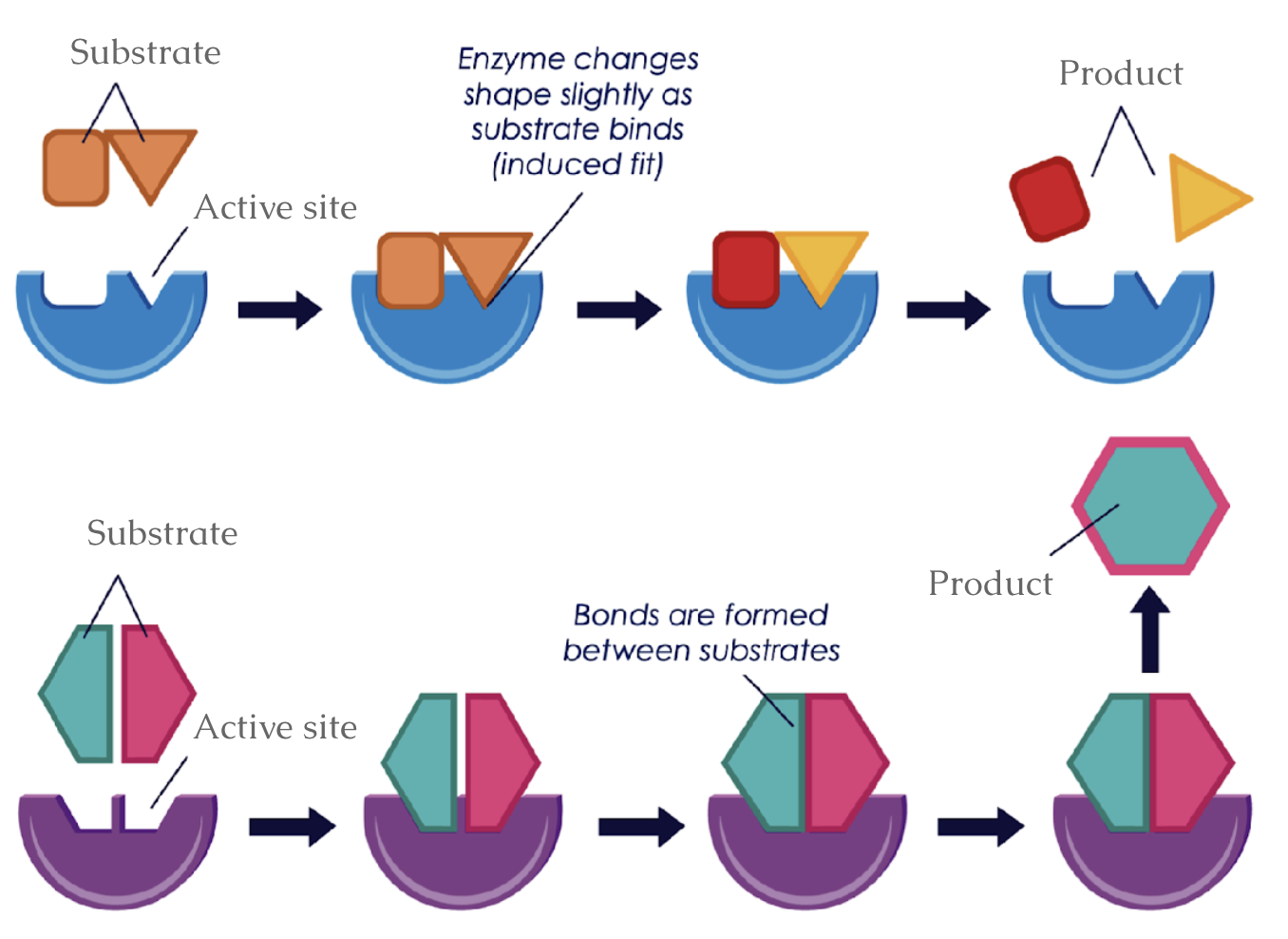 <p>Enzymes can break bonds in a substrate to form two products or can make bonds between substrates to form one product</p>