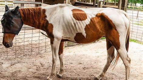 <ul><li><p>emaciated</p></li><li><p>ribs prominent</p></li><li><p>vertebrae prominent</p></li><li><p>faintly notice bone structure</p></li></ul><p></p>