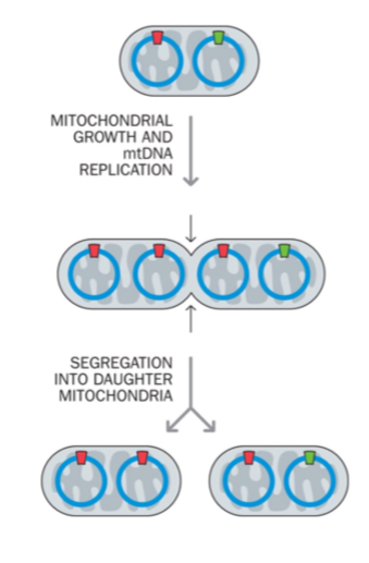 <p>mitochondriale DNA replicatie is veel ‘chaotischer’:</p><ol><li><p>replicatie mtDNA → verhoging aantal mtDNA-kopieën in cel, zonder dat er een <strong>gelijke repliatie van individuele mtDNA’s vereist is</strong></p></li><li><p>segregatie van mtDNA-moleculen in dochtercellen kan ongelijk zijn (heteroplasmie)</p></li></ol><p></p>