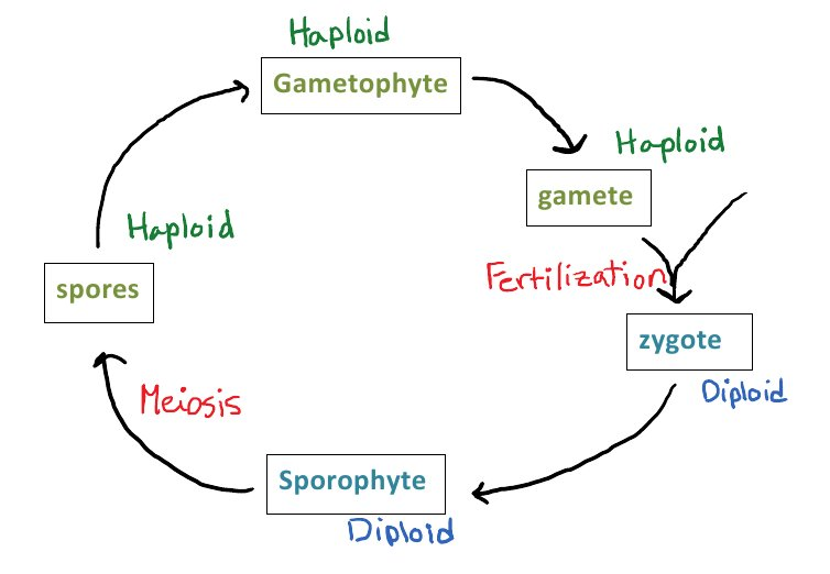 <p><strong>Developmental sequence</strong></p><ol><li><p><strong>Gametophyte</strong>: multicellular haploid form</p><ul><li><p>gives rise to the gametes (reproductive cells) by mitosis</p></li><li><p>Can be the most obvious phase of the life cycle of the plant</p><ul><li><p>Pollen grain in seed plants</p></li></ul></li></ul></li><li><p><strong>Sporophyte</strong>: multicelluar diploid form</p><ul><li><p>Seed plants: sporophyte phase can be a towering tree</p></li></ul></li></ol><p></p>