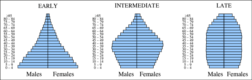 <p>shows the proportion of the population, by sex, at each for different age levels</p>