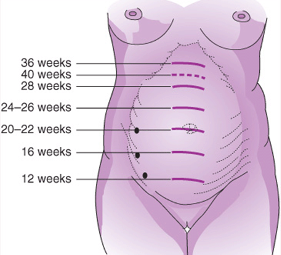 <p><strong>20-22 weeks</strong></p>