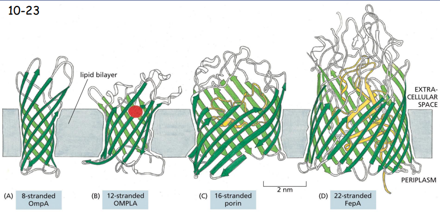 <p>channels</p><p>Multipass beta-strands form antiparallel beta-barrels normally in the outer membrane of bacteria, mitochondria and chloroplasts.</p><p>OmpA is a receptor for a bacterial virus</p><p>OMPLA is a lipase</p><p>Porin and FepA are transporters</p>