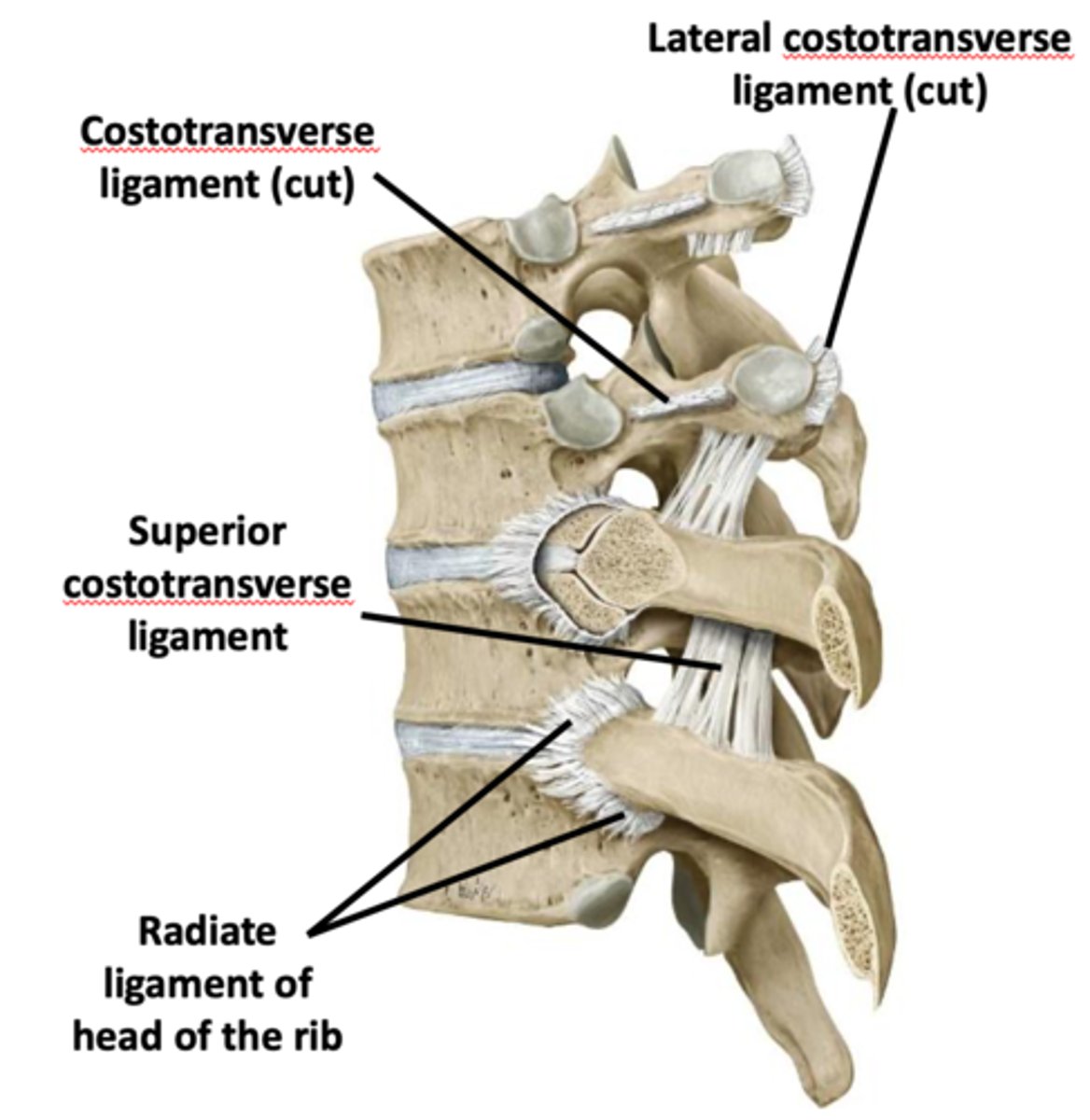 <p>what tissue is seen in ligaments of vertebrae?</p>