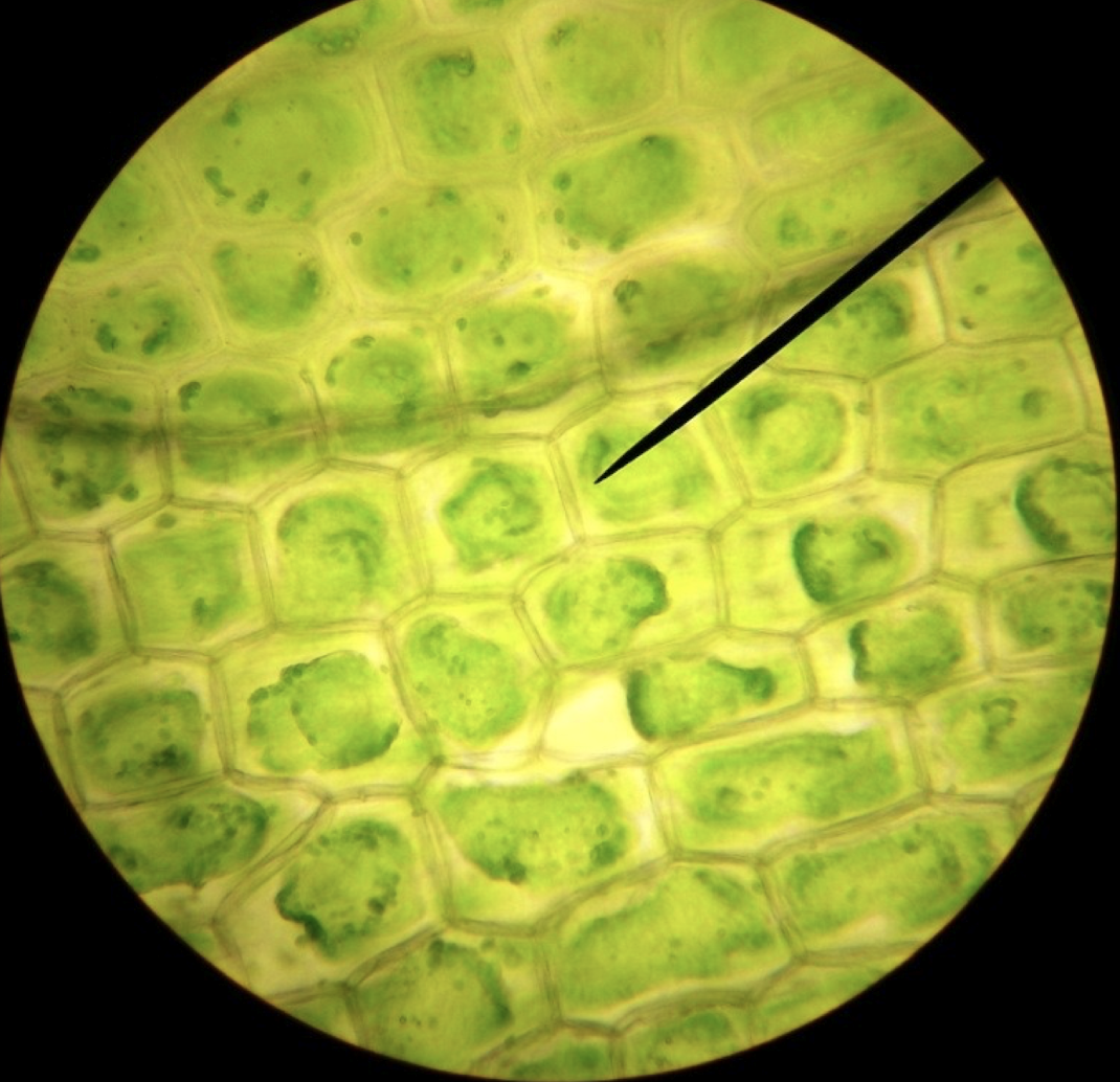 Elodea leaf in what solution?

water / 10% NaCl?

what moved & In what direction?

Turgid or Plasmolyzed?

\
How do you know?