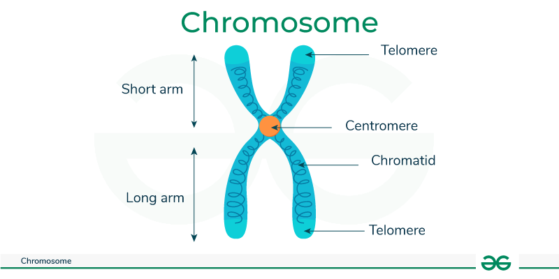 <p>Chromosome</p>