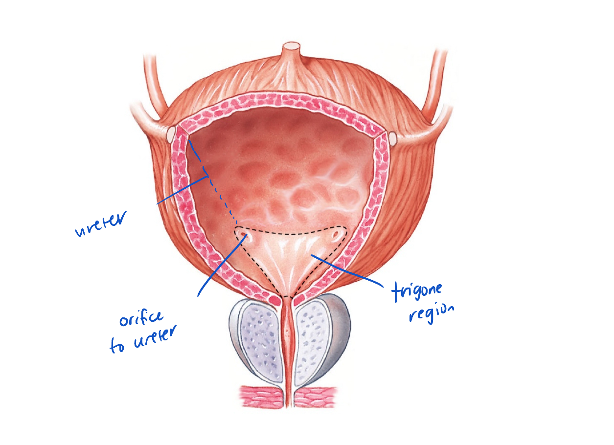 <ul><li><p>degree of stretch of urinary bladder indicates when to urinate</p><ul><li><p>smooth muscle</p></li><li><p>made of transitional epithelium</p></li></ul></li></ul><p></p>