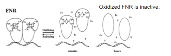 <p>Increased oxygen levels inactivate and cause disassociation of DNA activators</p>