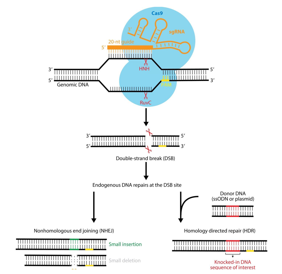 <p>genome editing technology to generate site-specific break</p><ul><li><p>uses guide RNA + Cas9 protein to induce DSBs at specific locations in DNA</p></li><li><p>DSBs repaired by endogenous repair pathways </p><ul><li><p>NHEJ</p><ul><li><p>can result in small insertion/deletion → gene disruption</p></li></ul></li><li><p>HR</p><ul><li><p>template added → HR driven</p><ul><li><p>suppress proteins involved in NHEJ + drive HR</p></li></ul></li><li><p>can add DNA sequence of interest </p></li></ul></li></ul></li></ul><p></p>