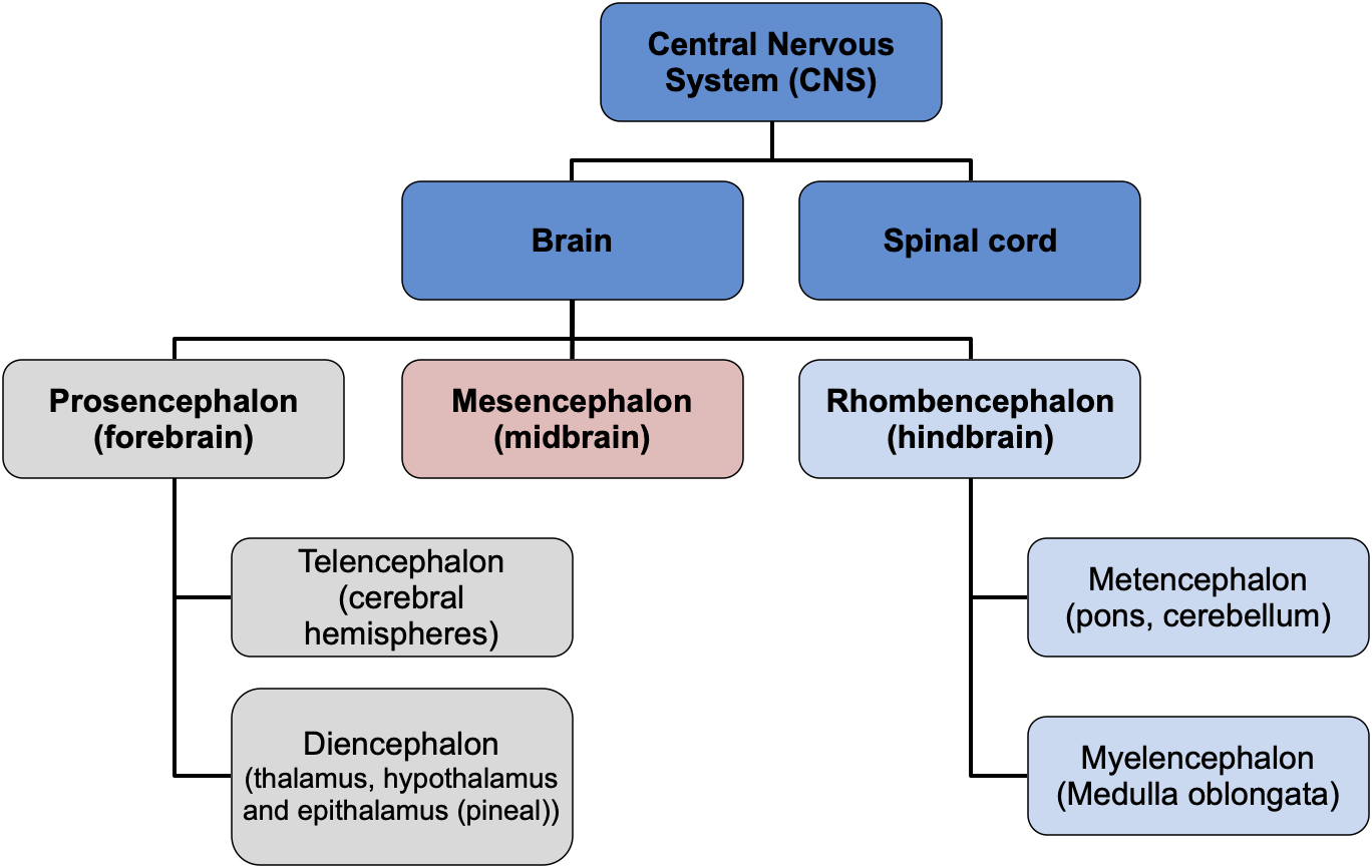 <p>Are called the <strong>secondary vesicles</strong></p><p></p><p><strong>Forebrain → </strong>divides into <strong>telencephalon </strong>and <strong>diencephalon</strong></p><ul><li><p>Telencephalon:</p><ul><li><p>Forms the <strong>cerebral hemispheres</strong></p></li><li><p>Houses the lateral ventricles (in the brain)</p></li></ul></li><li><p>Diencephalon:</p><ul><li><p>Forms <strong>thalamus </strong>and <strong>hypothalamus</strong> </p><ul><li><p>Also epithalamus and pineal gland </p></li></ul></li></ul></li></ul><p></p><p><strong>Midbrain →</strong> only the<strong> mesencephalon </strong></p><ul><li><p>Forms the midbrain</p></li><li><p>Includes<strong> cerebral peduncles</strong> (little feet) that connect cerebrum and midbrain </p></li></ul><p></p><p><strong>Hindbrain → </strong>divides into <strong>metencephalon</strong> and <strong>myelencephalon</strong></p><ul><li><p>Metencephalon:</p><ul><li><p>Forms the <strong>pons</strong> and <strong>cerebellum </strong></p></li></ul></li><li><p>Myelencephalon:</p><ul><li><p>Forms <strong>medulla oblongata </strong></p></li></ul></li></ul><p></p>