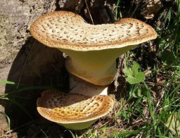 <p>Dryad’s Saddle habitat</p>
