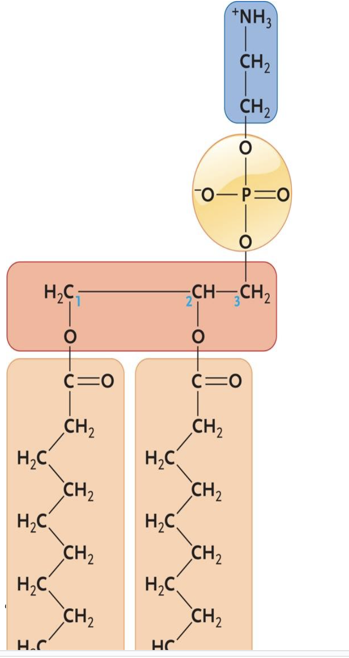 <p><span style="background-color: transparent; font-family: &quot;Times New Roman&quot;, serif;">The molecule shown above is a(n) ____.​</span></p><table style="min-width: 75px;"><colgroup><col style="min-width: 25px;"><col style="min-width: 25px;"><col style="min-width: 25px;"></colgroup><tbody><tr><td colspan="1" rowspan="1" style="vertical-align: top; overflow: hidden; overflow-wrap: break-word;"><p><span style="background-color: transparent;">&nbsp;</span></p></td><td colspan="1" rowspan="1" style="vertical-align: top; padding: 1.5pt 0pt; overflow: hidden; overflow-wrap: break-word;"><p><span style="background-color: transparent; font-family: &quot;Times New Roman&quot;, serif;">a.&nbsp;</span></p></td><td colspan="1" rowspan="1" style="vertical-align: top; padding: 1.5pt 20pt 1.5pt 0pt; overflow: hidden; overflow-wrap: break-word;"><p><span style="background-color: transparent; font-family: &quot;Times New Roman&quot;, serif;">​triglyceride</span></p></td></tr><tr><td colspan="1" rowspan="1" style="vertical-align: top; overflow: hidden; overflow-wrap: break-word;"><p><span style="background-color: transparent;">&nbsp;</span></p></td><td colspan="1" rowspan="1" style="vertical-align: top; padding: 1.5pt 0pt; overflow: hidden; overflow-wrap: break-word;"><p><span style="background-color: transparent; font-family: &quot;Times New Roman&quot;, serif;">b.&nbsp;</span></p></td><td colspan="1" rowspan="1" style="vertical-align: top; padding: 1.5pt 20pt 1.5pt 0pt; overflow: hidden; overflow-wrap: break-word;"><p><span style="background-color: transparent; font-family: &quot;Times New Roman&quot;, serif;">​amino acid</span></p></td></tr><tr><td colspan="1" rowspan="1" style="vertical-align: top; overflow: hidden; overflow-wrap: break-word;"><p><span style="background-color: transparent;">&nbsp;</span></p></td><td colspan="1" rowspan="1" style="vertical-align: top; padding: 1.5pt 0pt; overflow: hidden; overflow-wrap: break-word;"><p><span style="background-color: transparent; font-family: &quot;Times New Roman&quot;, serif;">c.&nbsp;</span></p></td><td colspan="1" rowspan="1" style="vertical-align: top; padding: 1.5pt 20pt 1.5pt 0pt; overflow: hidden; overflow-wrap: break-word;"><p><span style="background-color: transparent; font-family: &quot;Times New Roman&quot;, serif;">steroid​</span></p></td></tr><tr><td colspan="1" rowspan="1" style="vertical-align: top; overflow: hidden; overflow-wrap: break-word;"><p><span style="background-color: transparent;">&nbsp;</span></p></td><td colspan="1" rowspan="1" style="vertical-align: top; padding: 1.5pt 0pt; overflow: hidden; overflow-wrap: break-word;"><p><span style="background-color: transparent; font-family: &quot;Times New Roman&quot;, serif;">d.&nbsp;</span></p></td><td colspan="1" rowspan="1" style="vertical-align: top; padding: 1.5pt 20pt 1.5pt 0pt; overflow: hidden; overflow-wrap: break-word;"><p><span style="background-color: transparent; font-family: &quot;Times New Roman&quot;, serif;">polysaccharide​</span></p></td></tr><tr><td colspan="1" rowspan="1" style="vertical-align: top; overflow: hidden; overflow-wrap: break-word;"><p><span style="background-color: transparent;">&nbsp;</span></p></td><td colspan="1" rowspan="1" style="vertical-align: top; padding: 1.5pt 0pt; overflow: hidden; overflow-wrap: break-word;"><p><span style="background-color: transparent; font-family: &quot;Times New Roman&quot;, serif;">e.&nbsp;</span></p></td><td colspan="1" rowspan="1" style="vertical-align: top; padding: 1.5pt 20pt 1.5pt 0pt; overflow: hidden; overflow-wrap: break-word;"><p><span style="background-color: transparent; font-family: &quot;Times New Roman&quot;, serif;">phospholipid​</span></p></td></tr></tbody></table><p></p>