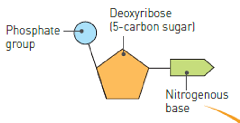 <p>What are nucleotides made of?</p>