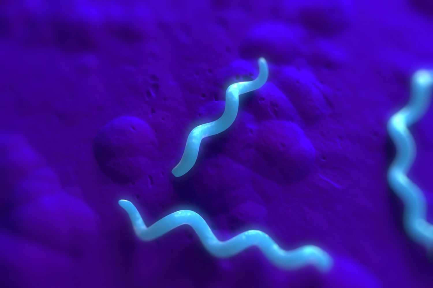 Spiral-shaped bacteria.