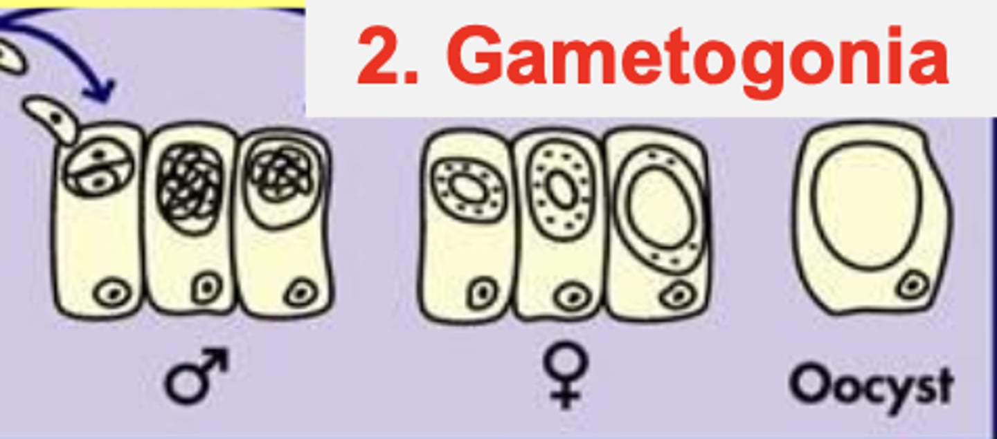 <p>gametogonia</p><p>- en los enterocitos</p><p>- excretados como ooquistes en las heces</p>