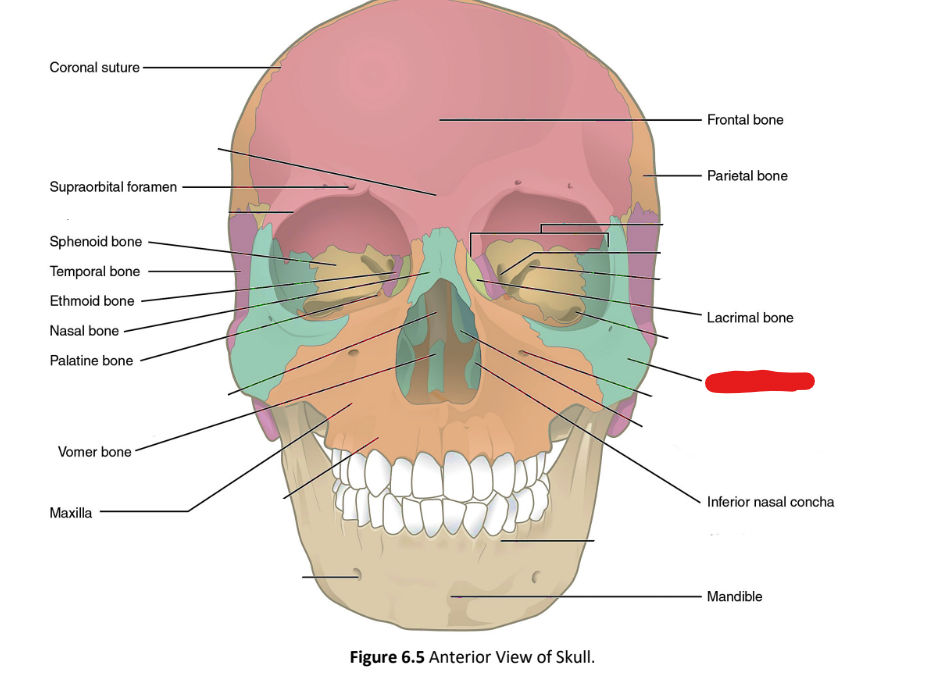 term image