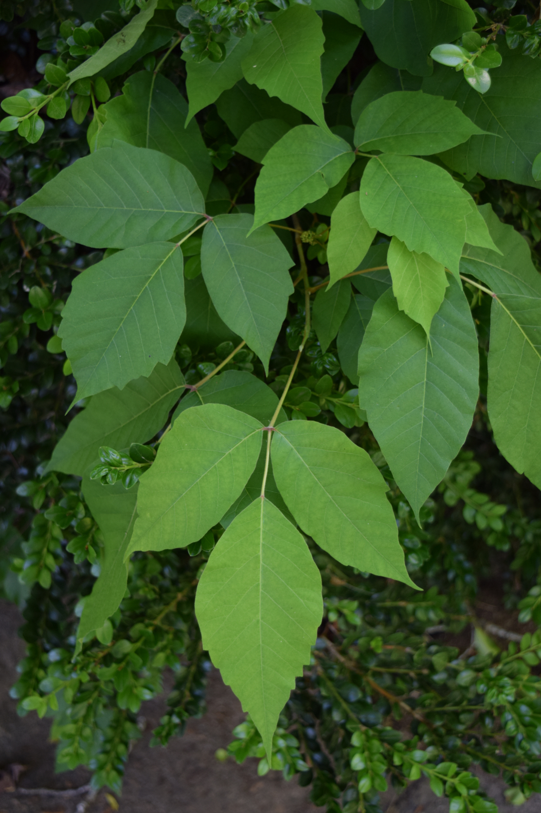 <p>Poison Ivy </p>
