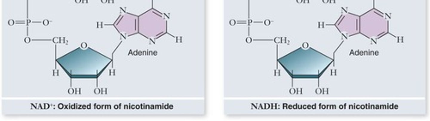 <p>Electron carrier accepting 2 electrons and 1 proton.</p>