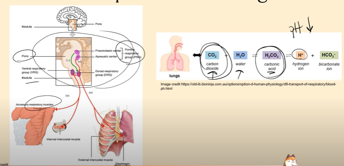 <p>In the pons, above the medulla oblongata, we have some “respiratory groups” which keeps us breathing normally at rest. <br><br>When we start exercising, we start to produce more Carbon Dioxide as a waste product, and that CO2 is going to combine with water in our bloodstream to form carbonic acid H2Co3.<br><br>The increase in H+ ions makes our bloodstream more acidic (have a lower pH); Chemoreceptors in the Medulla Oblongata notice this decrease in pH, and signals to the internal and external intercostal muscles to contract faster, increasing breathing rate, and helping to remove CO2 at a faster rate.</p>