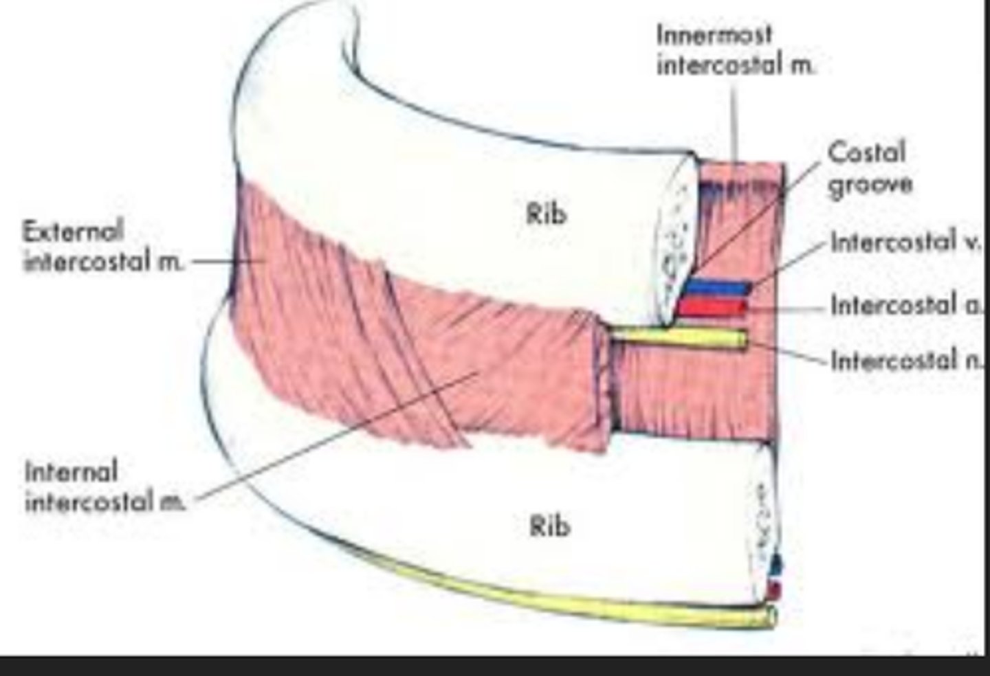 <p>the muscles between the ribs that contract to lift and the ribs and move them out when we breath in.</p>