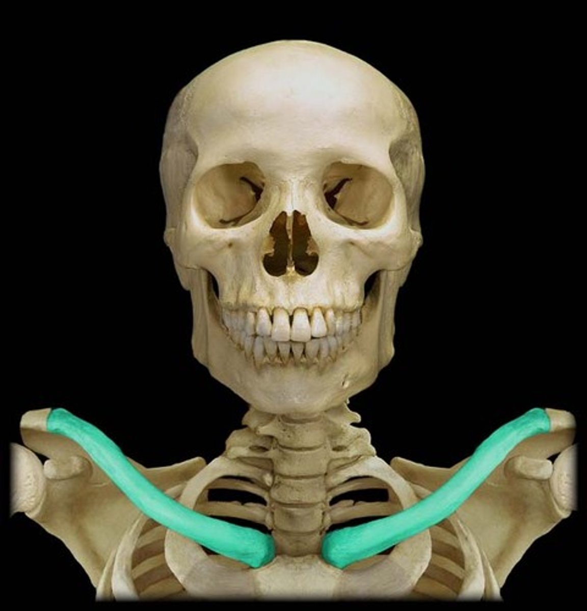 <p>Collar bone; the only bone connecting the upper extremity to the axial spine</p>