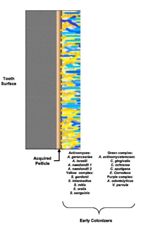 <ul><li><p>gram positive aerobes</p></li><li><p>Streptococcus species and Actinomyces </p></li></ul><p></p>